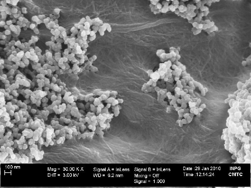 Observation de nanoparticules à la surface d’un film de  cellulose microfibrillée (MEB)